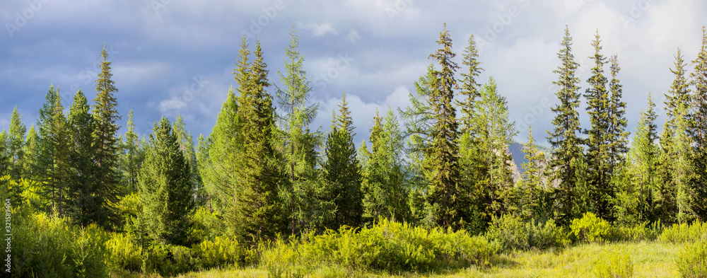 Green coniferous forest, panorama forest Green coniferous forest, panorama forest