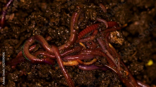 Eisenia fetida earthworms in composted soil. photo