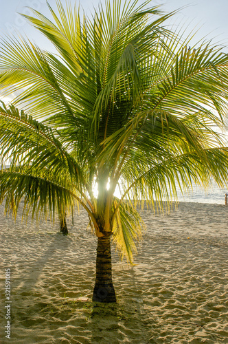 Tree on Sandy Lane beach, Barbados photo