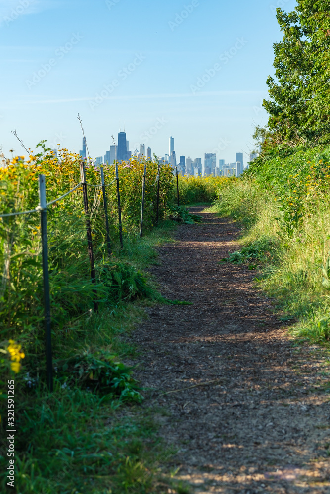 Low angle of a path lined by grasses and flowers with the city of Chicago in the background Low angle of a path lined by grasses and flowers with the city of Chicago in the background