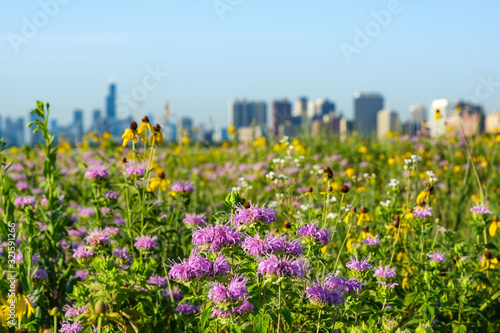 Purple Eastern Bee Balm in a field of yellow flowers with Chicago skyline in the background.