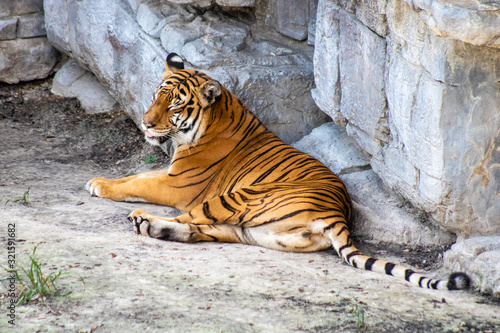 Malayan tiger