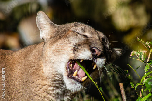 Florida panther photo