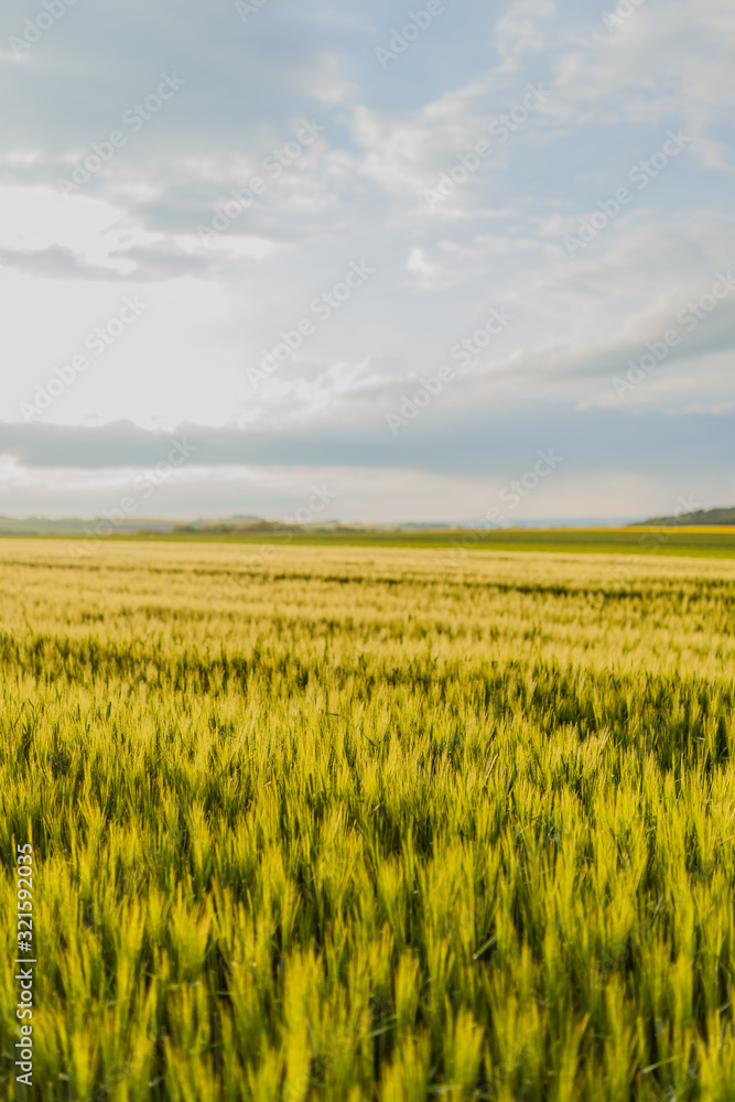 Agricultural Growth -Various Fields - Agriculture Farming Field Agricultural Growth -Various Fields - Agriculture Farming Field