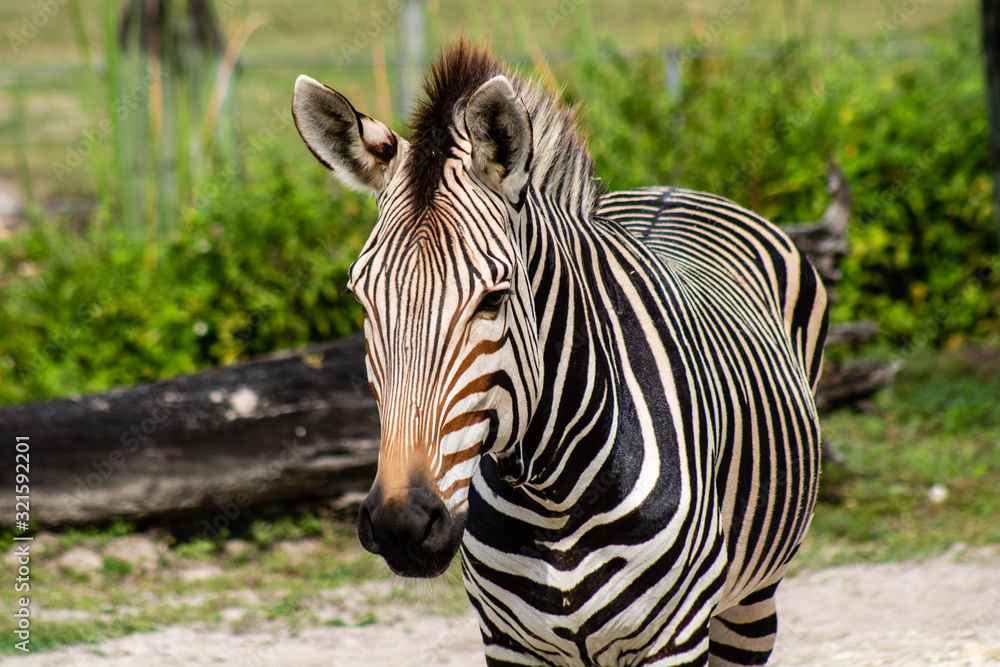 Fototapeta premium Hartmann's mountain zebra