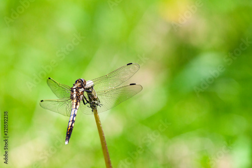 Dragonfly © jaimax