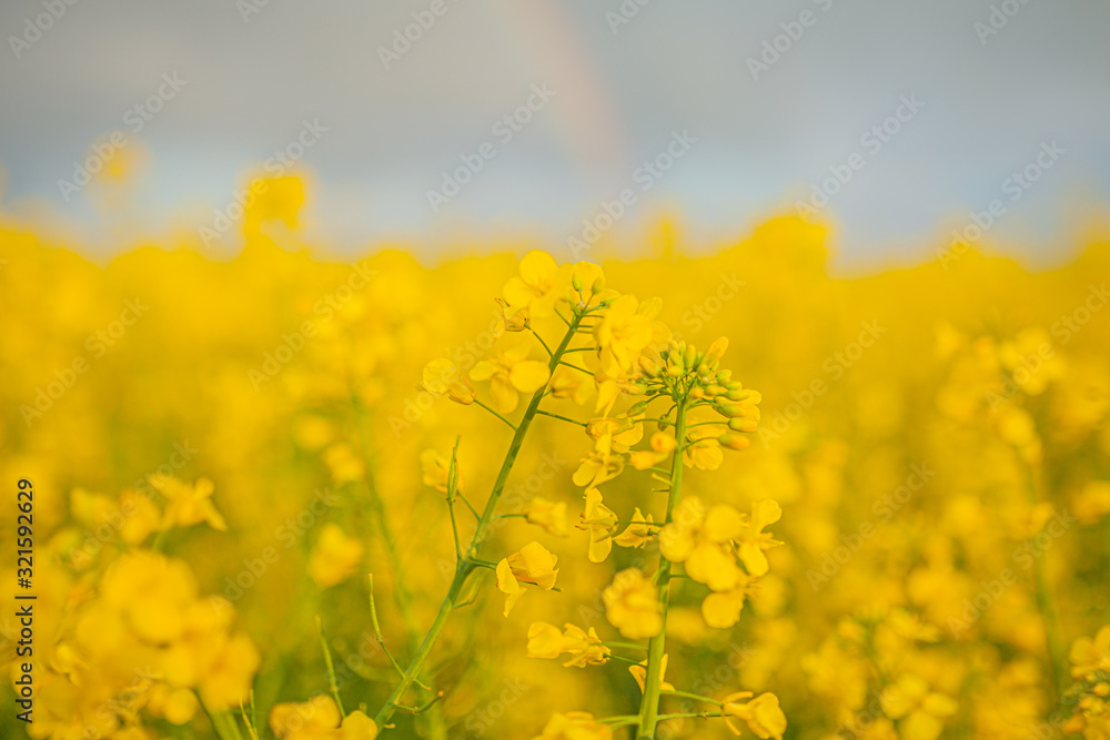 Agricultural Growth -Various Fields - Agriculture Farming Field Agricultural Growth -Various Fields - Agriculture Farming Field