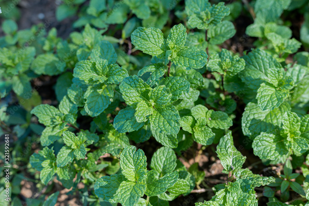 Green mint vegetables are grown as food. Green mint vegetables are grown as food.