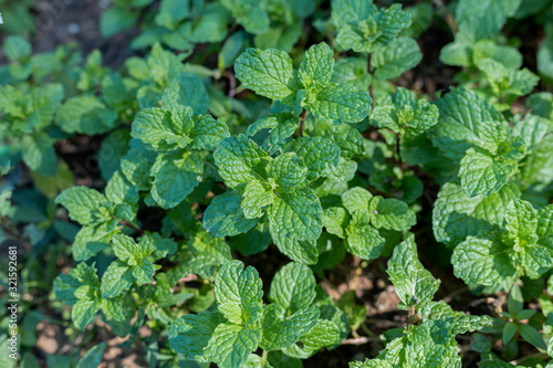 Green mint vegetables are grown as food.