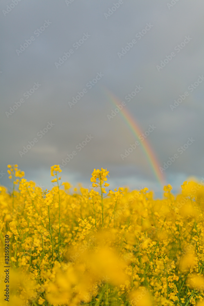 Naklejka premium Agricultural Growth -Various Fields - Agriculture Farming Field