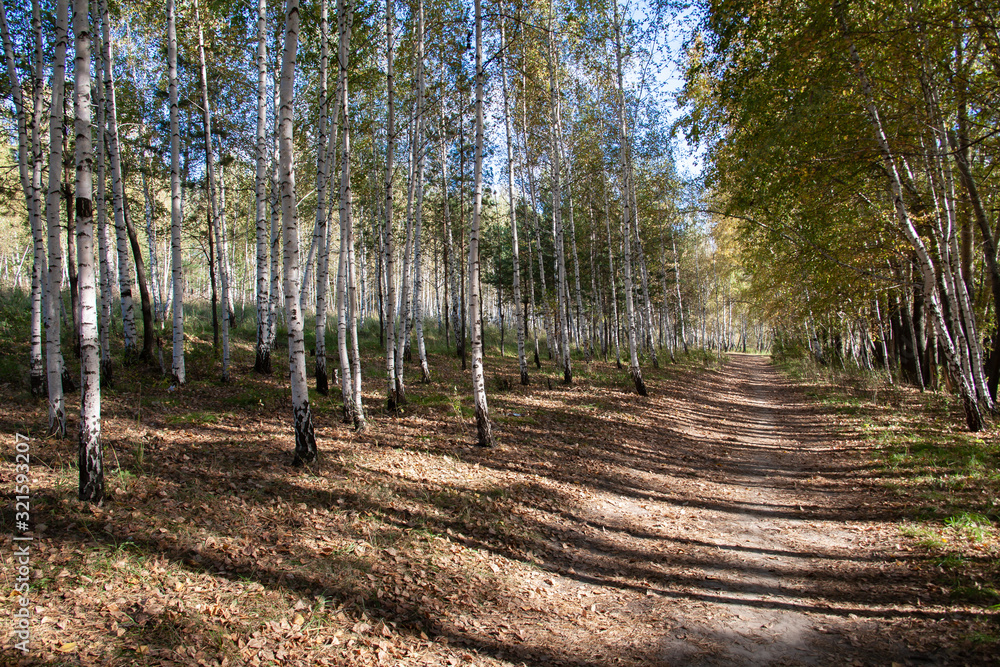 Birch trees in bright sunshine in late summer Birch trees in bright sunshine in late summer