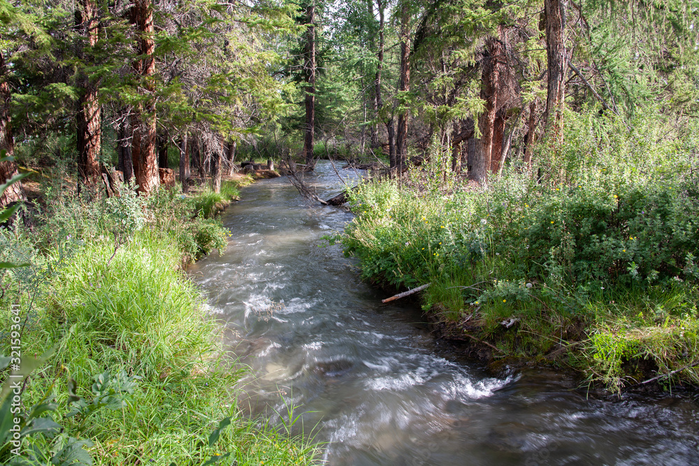 altai mountain river in forest altai mountain river in forest