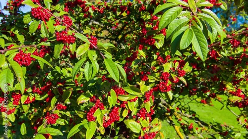 A Tree of Rowan that is Full of Red Berries on the Arboretum, Park In Slovenia on a Sunny Day- close up shot photo