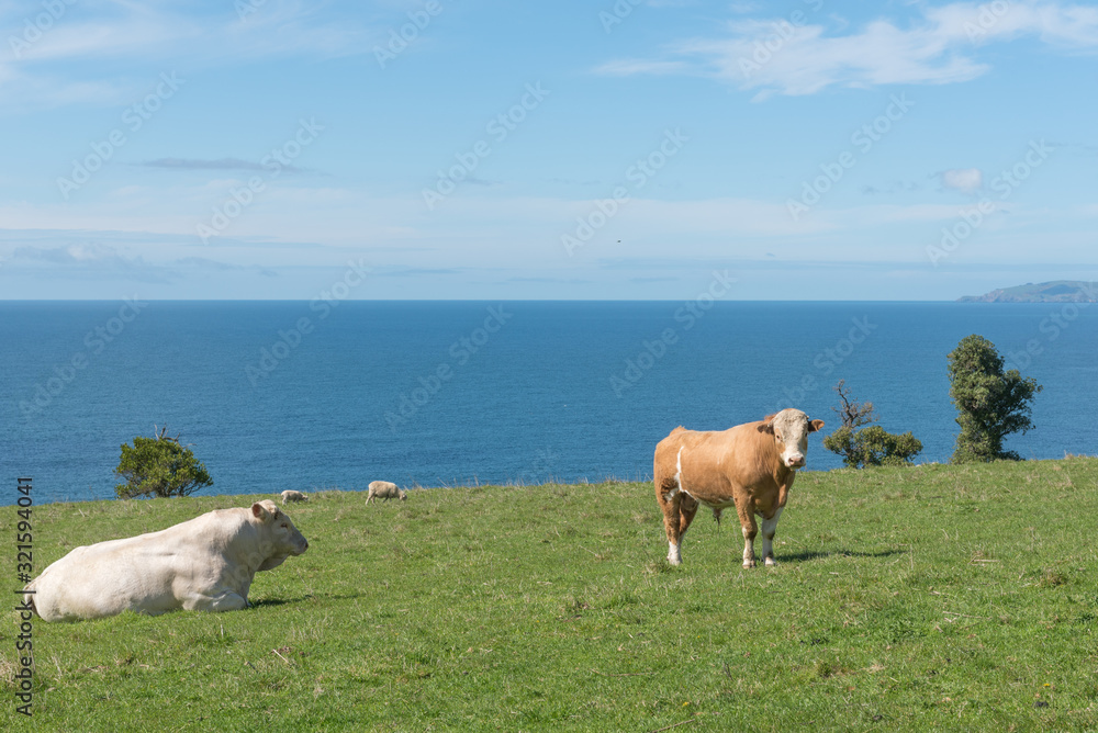 Two bulls, one white and the other brown, in a field on the headland by Waikouaiti, Otago, New Zealand. Two bulls, one white and the other brown, in a field on the headland by Waikouaiti, Otago, New Zealand.