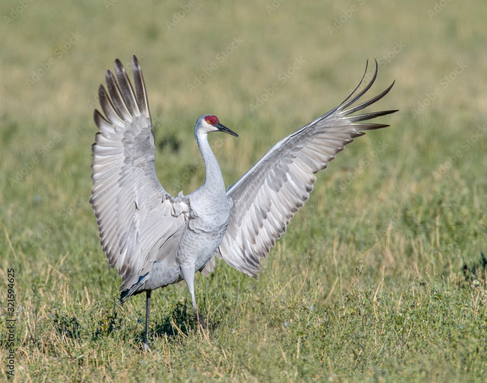Naklejka premium Sandhill Crane