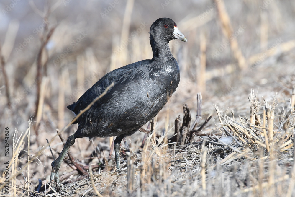 Obraz premium American Coot