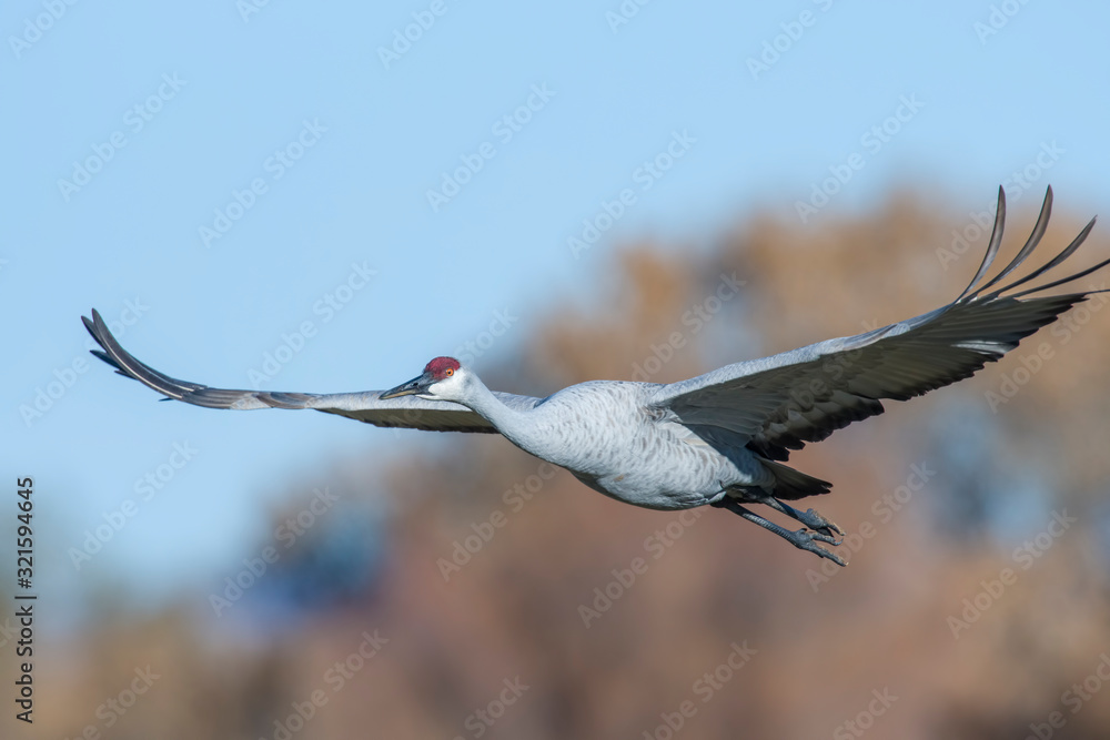 Obraz premium Sandhill Crane