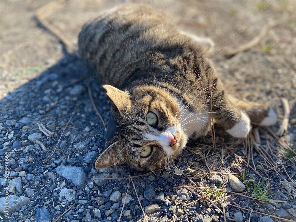 さくらねこは愛されねこ さくらねこは愛されねこ