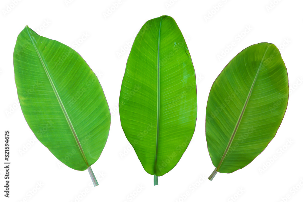 Obraz premium three banana leaf on white background.