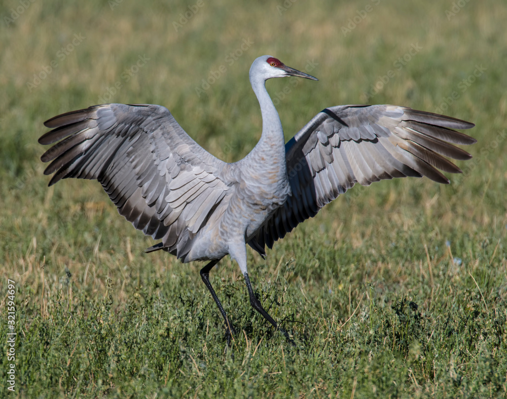 Fototapeta premium Sandhill Crane