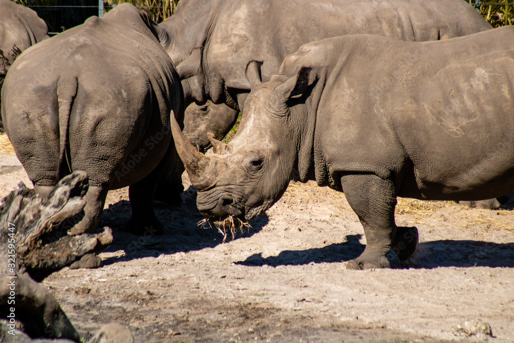 Fototapeta premium Southern white rhino