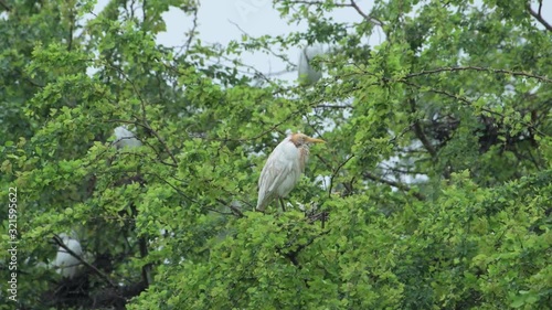 Bird Calmly perched In A Tree On A Windy And Rainy Day - wide shot photo