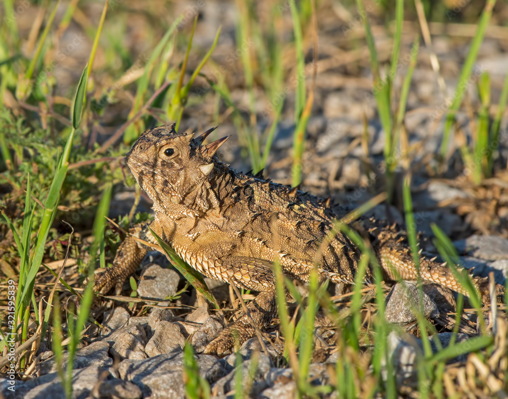 Naklejka premium Texas Horned Lizard