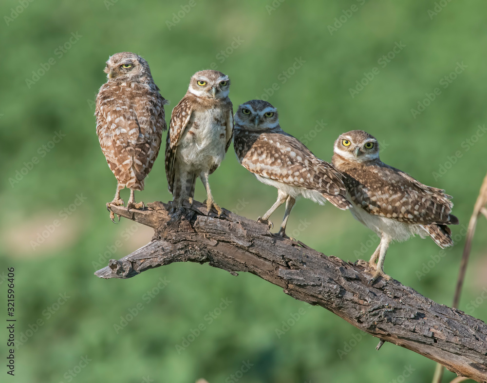A group of young Burrowing Owls near the burrow A group of young Burrowing Owls near the burrow