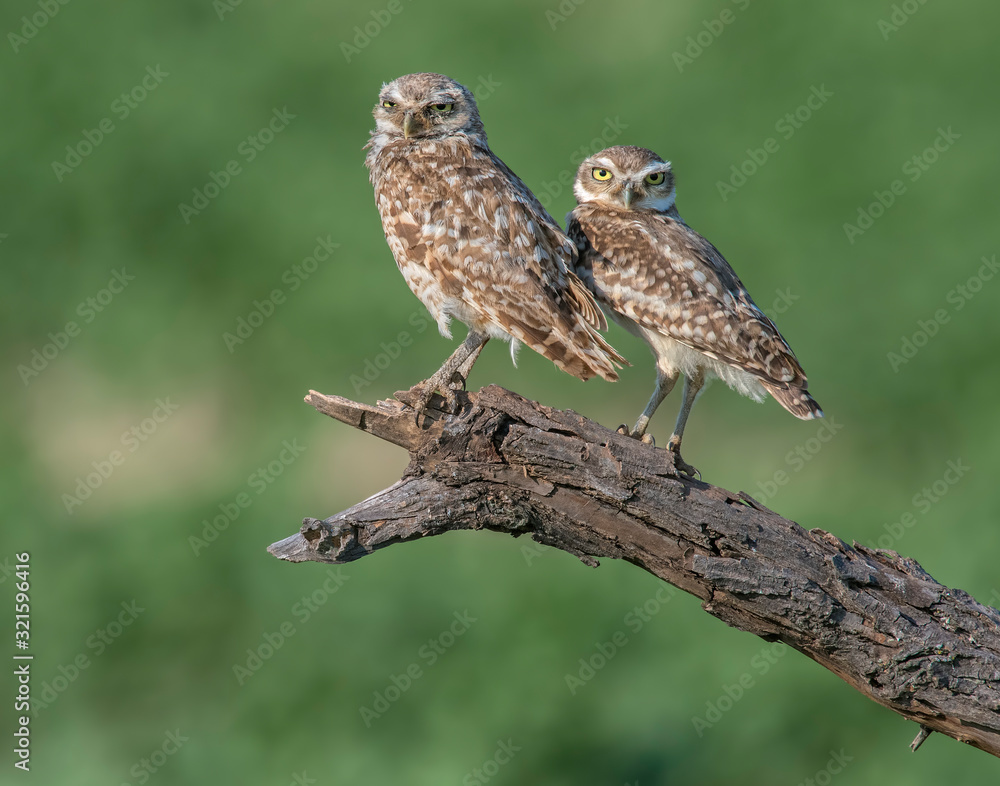 Obraz premium A group of young Burrowing Owls near the burrow