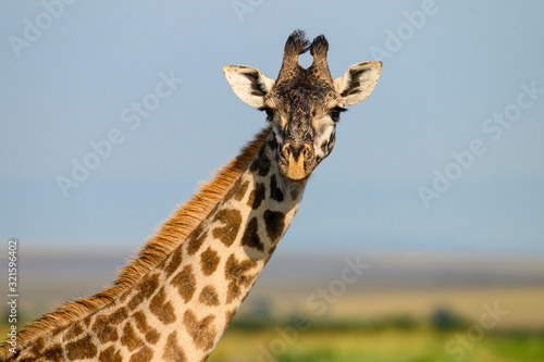 Sticker giraffe