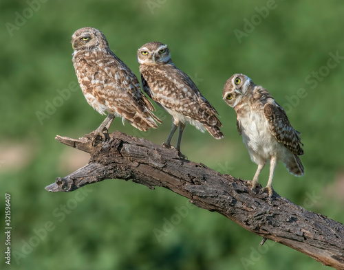 A group of young Burrowing Owls near the burrow