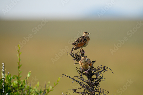 africa bird - Mirafra hypermetra - Riesenlerche - Kenia photo