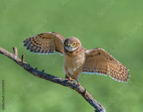 Young Burrowing Owl learning to fly