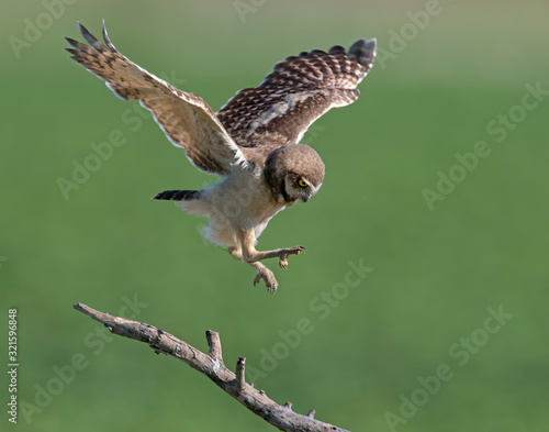 Photography Young Burrowing Owl learning to fly