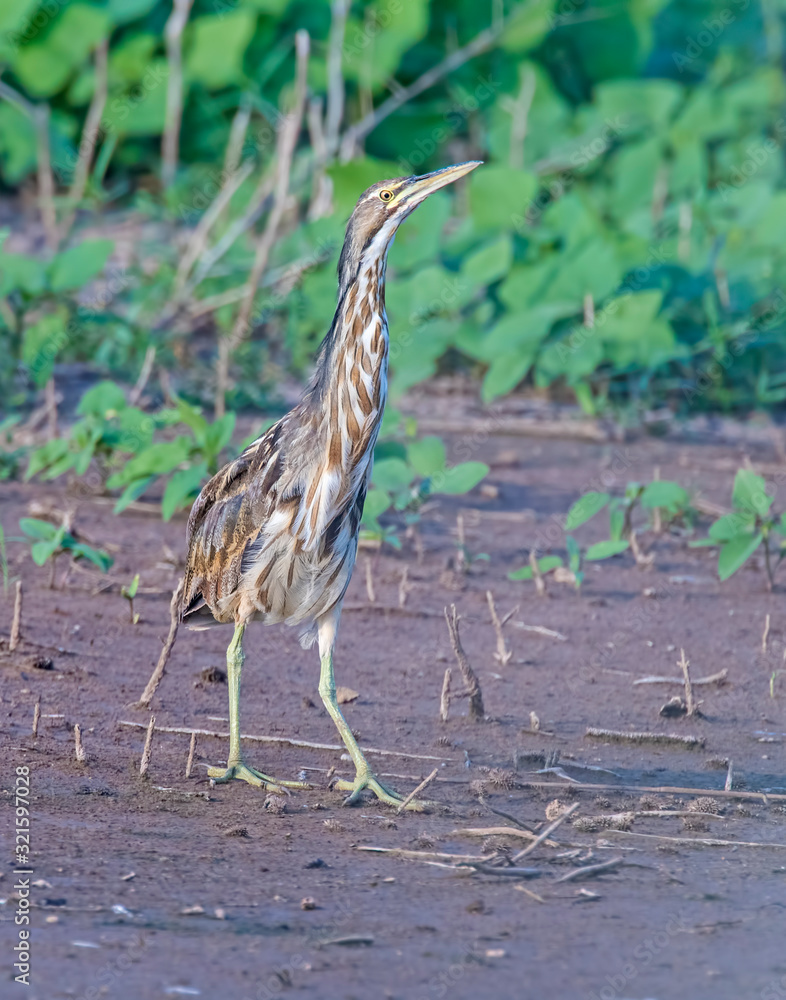 American Bittern American Bittern