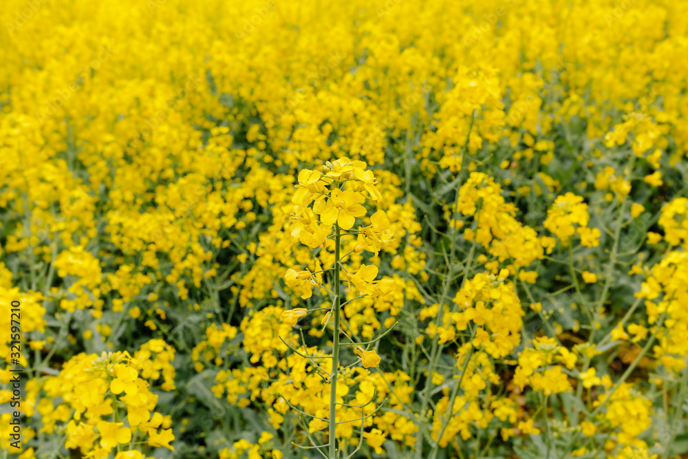 Agricultural Growth -Various Fields - Agriculture Farming Field Agricultural Growth -Various Fields - Agriculture Farming Field
