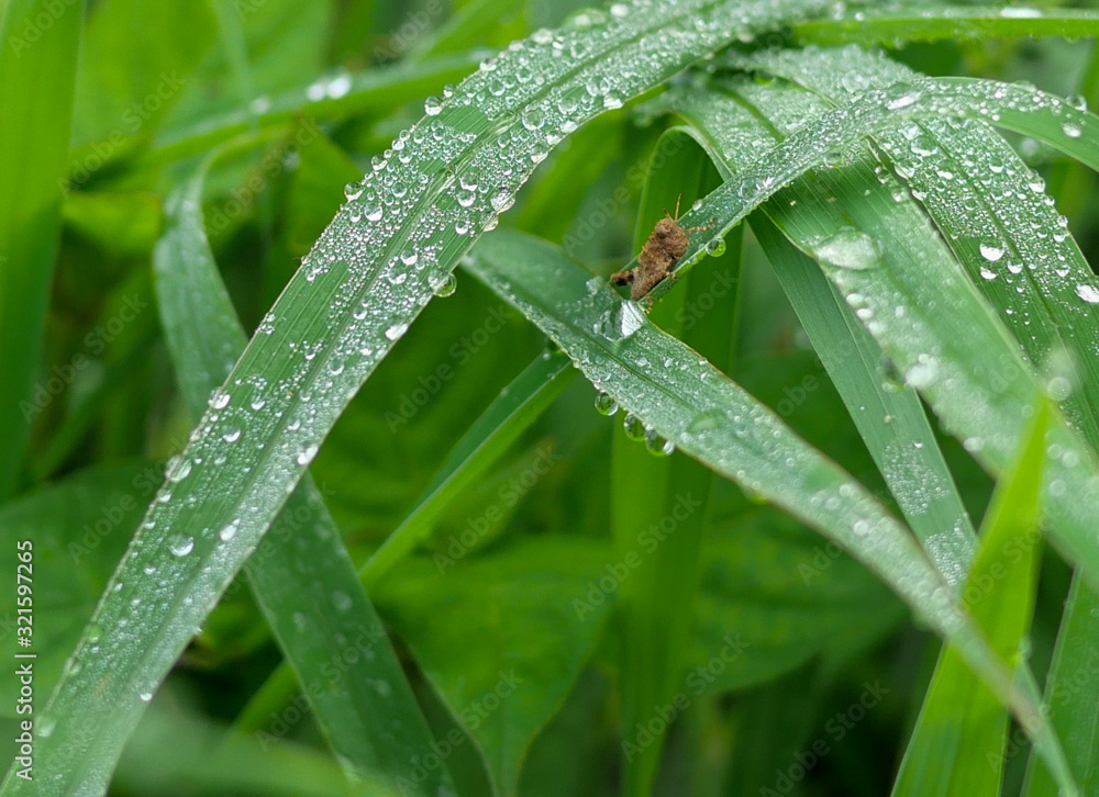 Fototapeta premium green grass nature