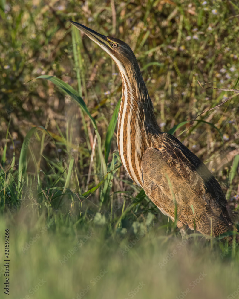 American Bittern American Bittern