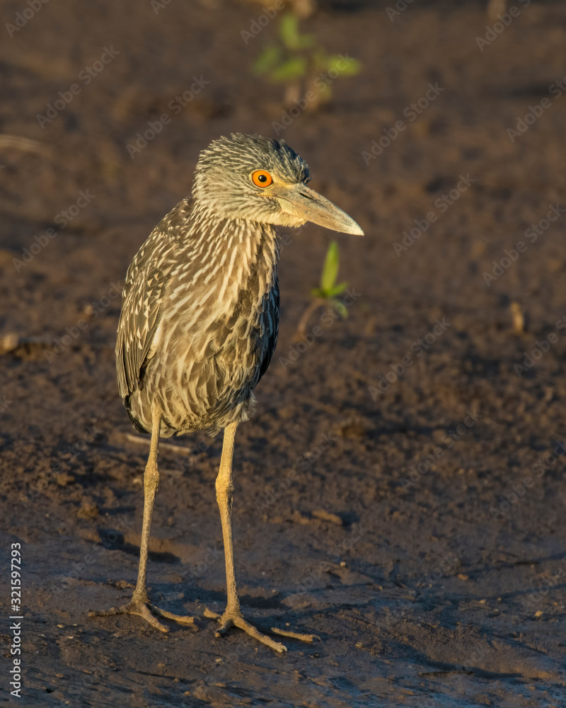Obraz premium Immature Night Heron