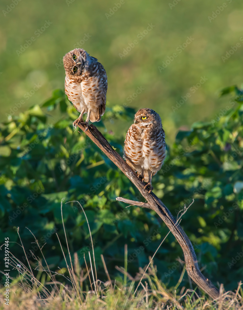 Fototapeta premium Two Burrowing Owls on a stick