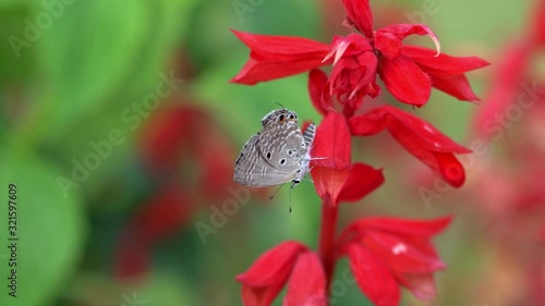 A Luthrodes Pandava Butterfly Perched On Red Scarlet Sage Flower - close up photo