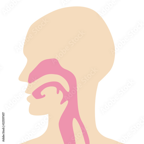 Anatomical human body diagram for Respiratory system - throat and nasal cavity
