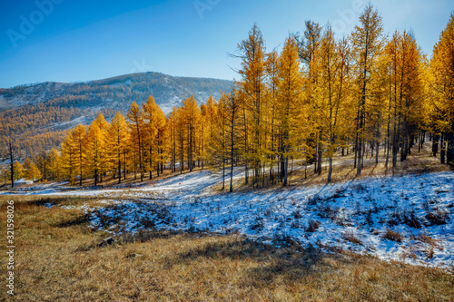 Golden Autumn Foliage on Larch Trees in Mongolia