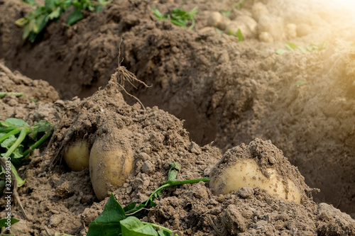 Fresh organic potatoes in the fields, raw potatoes.