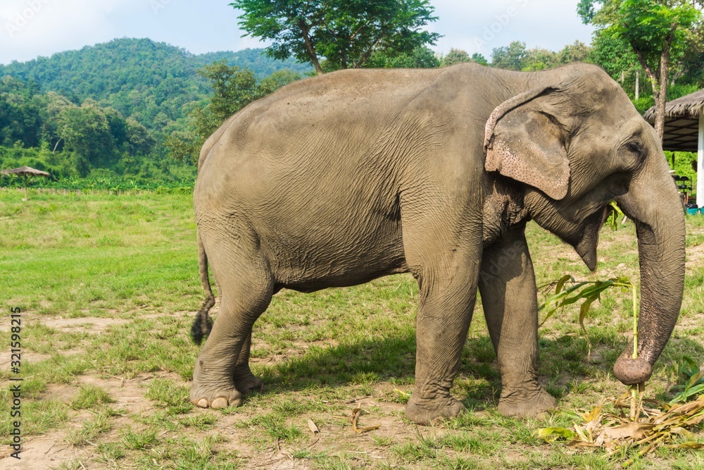 Tourist Elephant sanctuary in Thailand