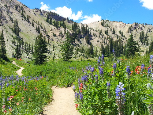 Wildflowers in the Wasatch Mountains near Salt Lake City, Utah