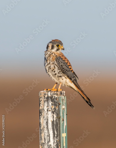 American Kestrel photo