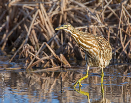 American Bittern in the water