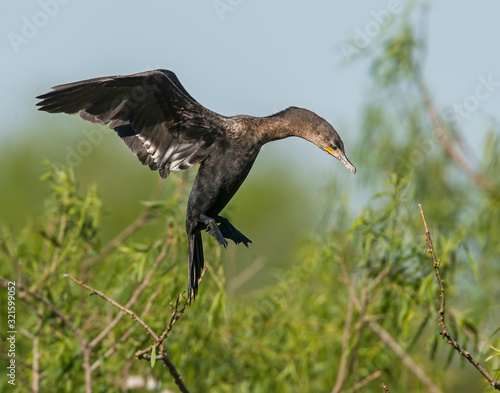 Double Crested Cormorant in flight