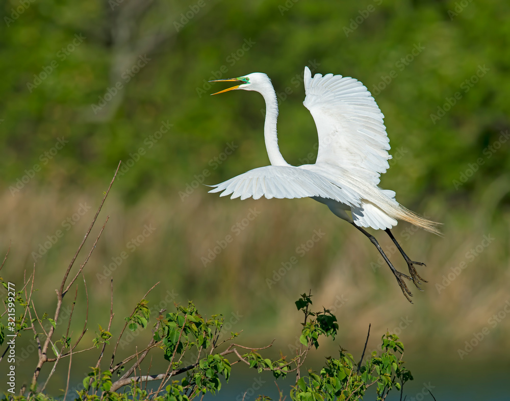Great White Egret in flight
